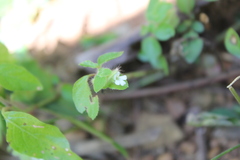 Phaulopsis imbricata